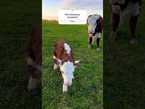 9 мая Пуля принесла малышку! #герефорд #корова #отел #малыш #имя #9мая #победа #пилотка #фермерство