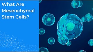 What Are Mesenchymal Stem Cells?