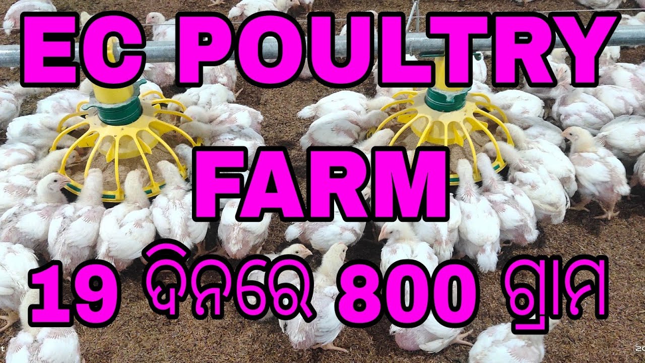 #ec #poultryfarming #farming