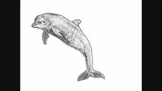Delphin Zeichnung - Online Zeichnen Lernen