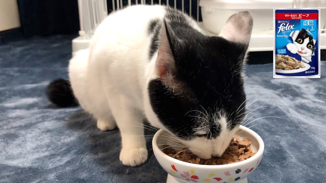 猫 里親 仙台 猫 里親 仙台