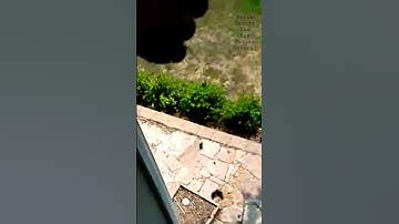 Truth About Rain Gutter Covers 2022 🤯 #youtubeshorts