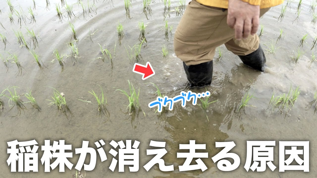 稲ワラ腐熟促進でワキ（ガス）を防ぐ【日本石灰窒素工業会企画】乾田直播