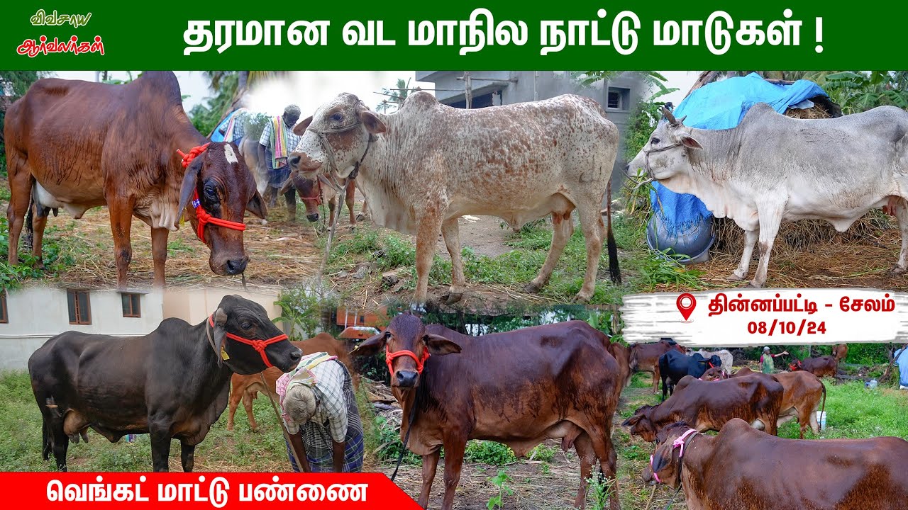 வடநாட்டு சாஹிவால் மாடுகள்|வெங்கட் மாட்டு பண்ணை 