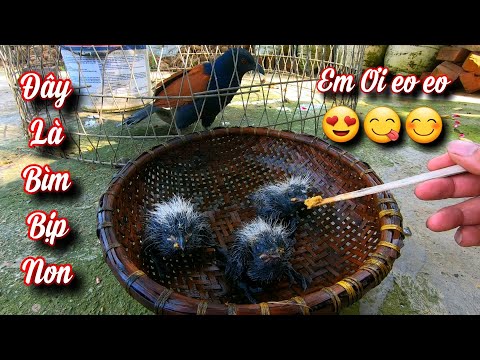 Video Gia Đình Bìm Bịp Đón Thêm 3 Thành Viên Đặc Biệt / Quế... - youtube