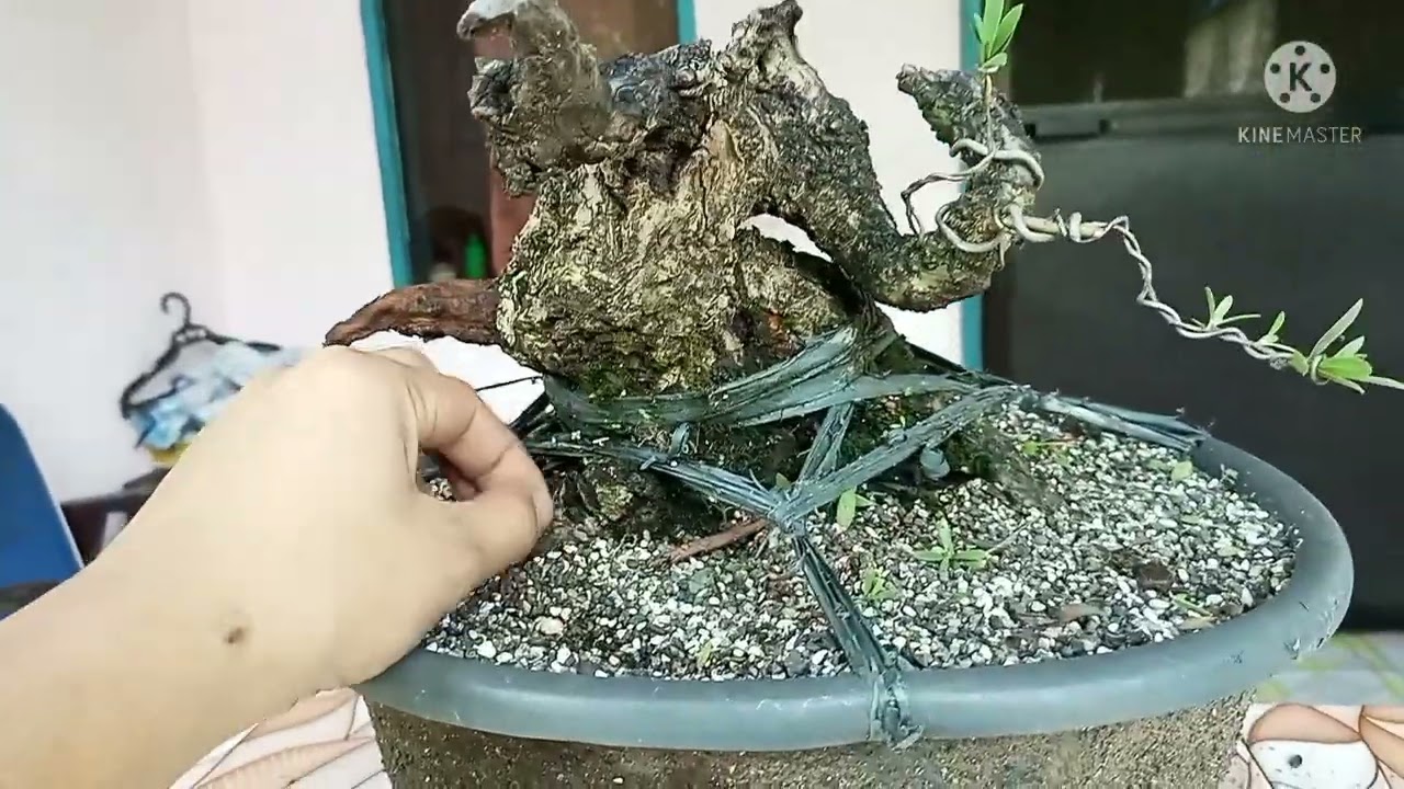 WORSHOP SA APAT NA BANTIGUE | HOW TO BONSAI