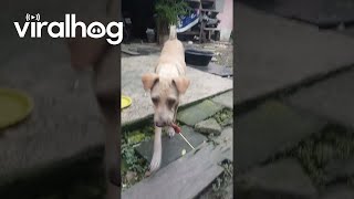 Mama Dog Begs, Brings Food Back to Pups || ViralHog Shorts @viralhog
