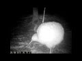 Of kiwi bird feeding taken at russell new zealand