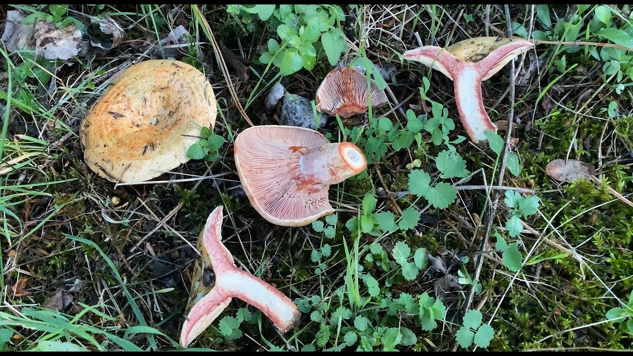Lactarius sanguifluus, October 14, 2023