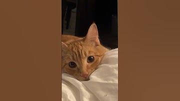 Cat loves playing fetch 🥺