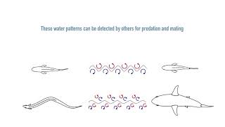Classifying vortex wakes using neural networks