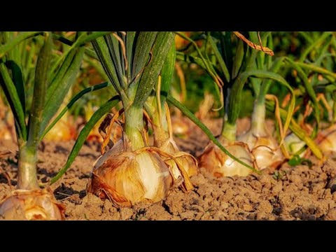 Vídeo: Gerenciando o míldio das culturas de cebola: como tratar cebolas com míldio