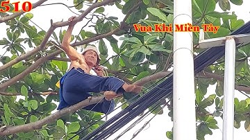 Vua Khỉ cưa hạ cây Bàng Nhớt nằm kế đường dây điện sẽ như thế nào ? Cutting terminalia catappa.