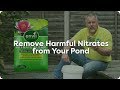 How to Remove Harmful Nitrates from Your Pond