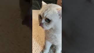 Chubby cat Joy likes eating treats
