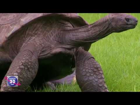 ყველაზე ხანდაზმული კუ