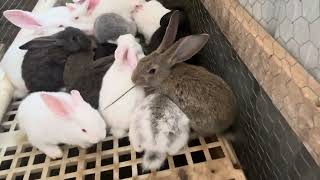 JUST WATCH HOW FLEMISH GIANTS RABBITS ARE DOING