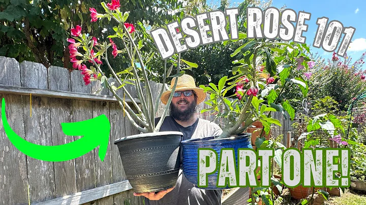 "Desert Roses 101: A Beginner's Guide to Growing and Caring for Adeniums" - DayDayNews