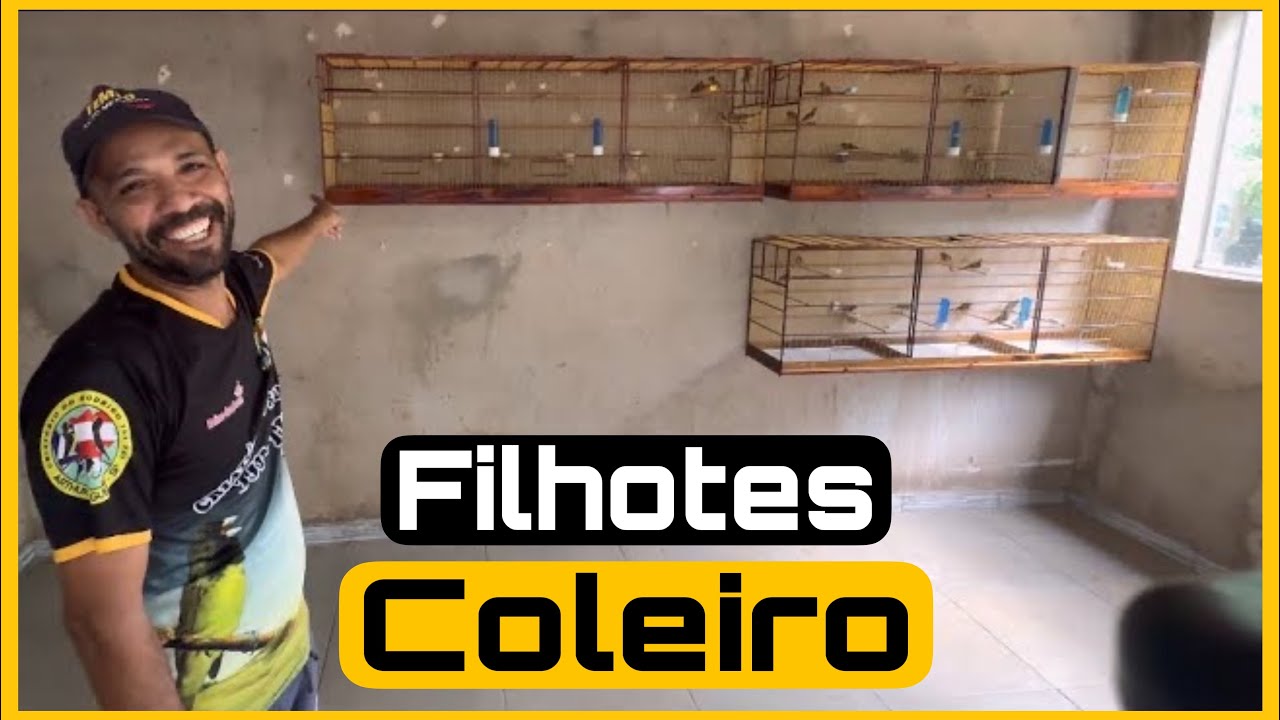 RODRIGO TEM A MÃO BOA PRA CRIAR COLEIRO PAPA-CAPIM