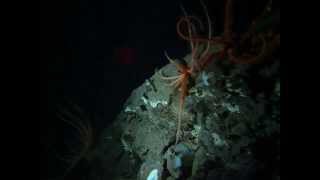 2014 Deep Sea Deployment of Student Made Timelapse Camera ('Iolani School)