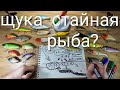 Когда щука бывает стайной рыбой?
