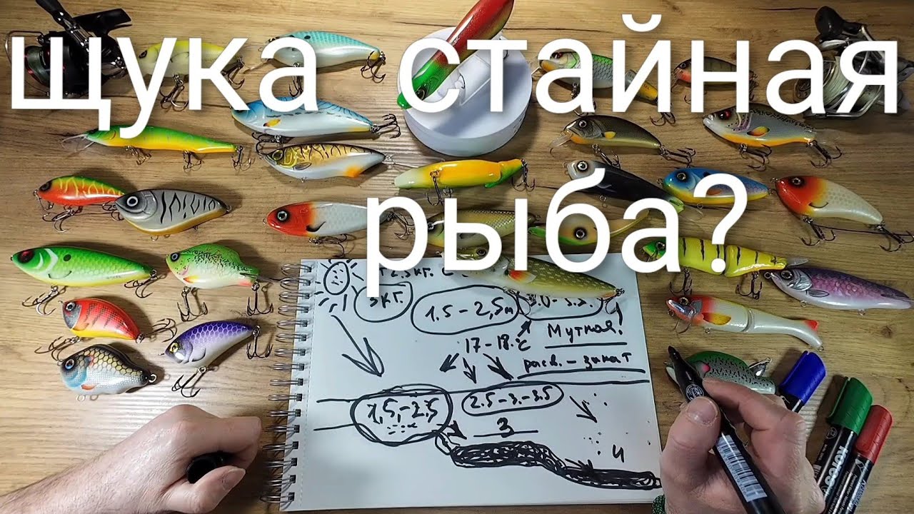 Когда щука бывает стайной рыбой?