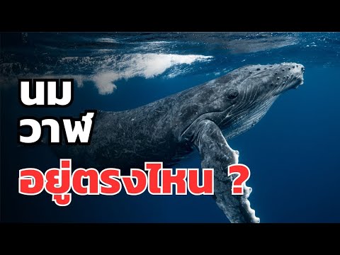 นมวาฬอยู่ตรงไหน