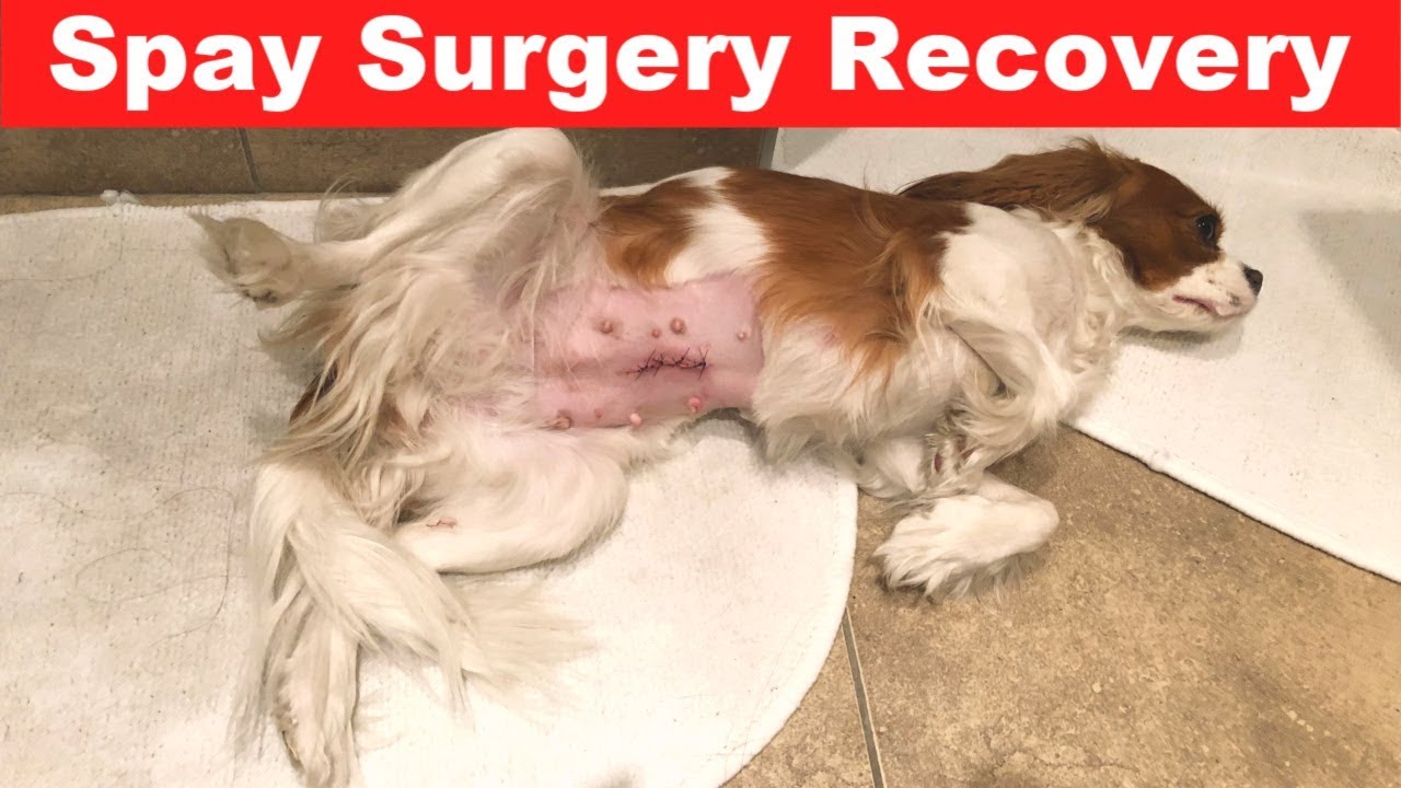 how long is a spay surgery for female dog