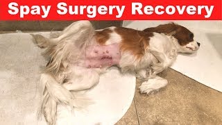 how long for dog to heal from spay