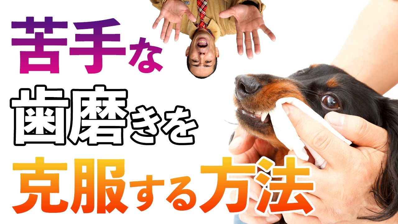 克服 苦手な歯磨きをワンコに優しく教える方法 犬のプロだから任せてちょうだい 松本秀樹の徹底解説 予告 飛行機 Youtube 克服 苦手な歯磨きをワンコに優しく教える方法 犬のプロだから任せてちょうだい 松本秀樹の徹底解説 予告 飛行機 Youtube