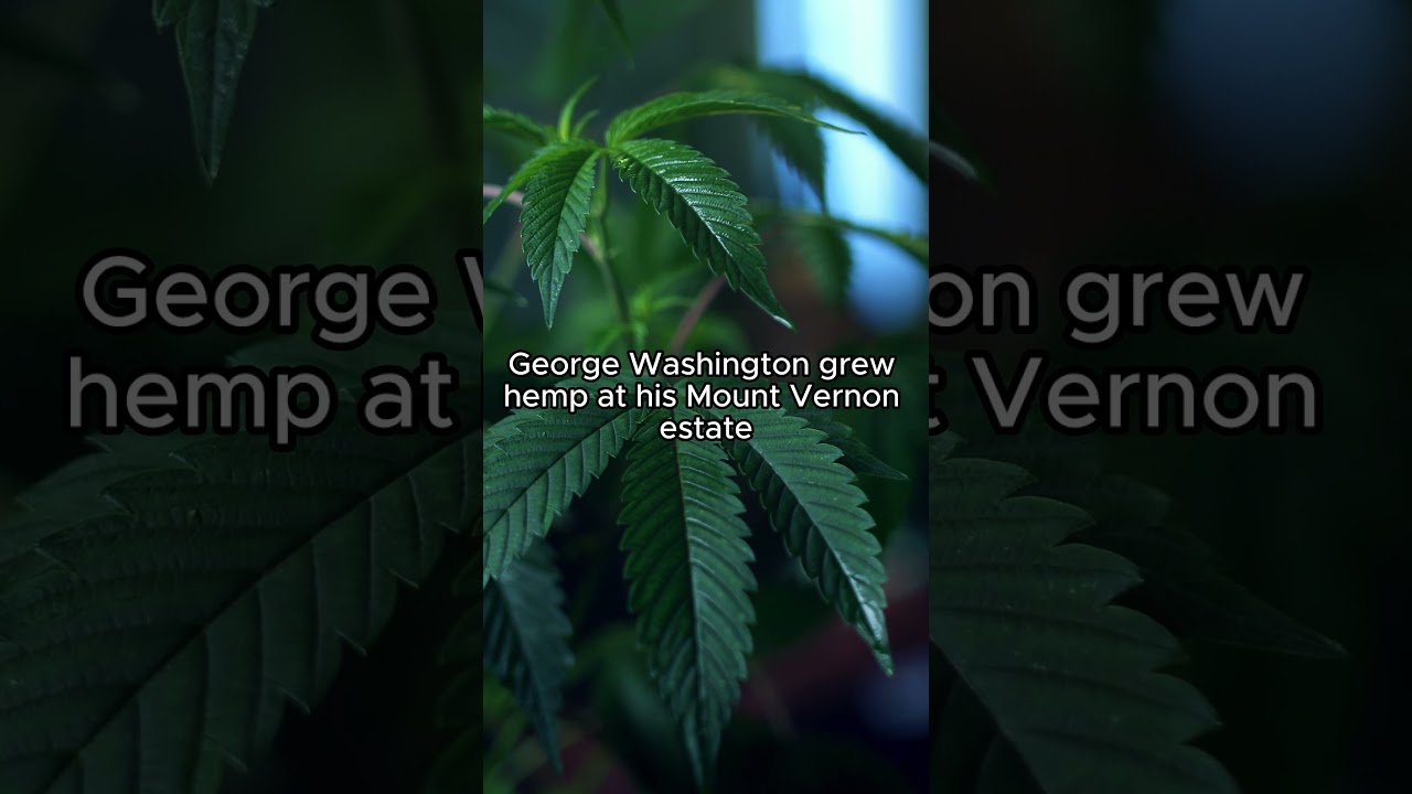George Washington Grew Cannabis #youtubeshorts #diy #animals #selfcarehacks #youtube #facts #shorts