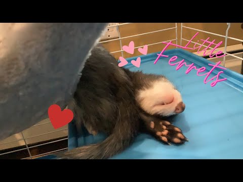 Sweet li’l Baby Ferrets