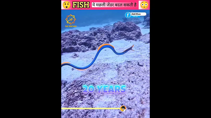 This Fish Can Change Its Gender || #shorts #short