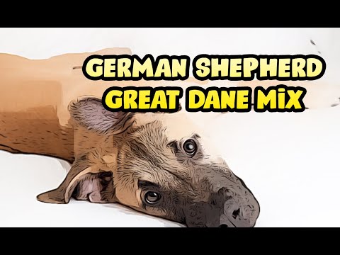 German Shepherd Great Dane Mix