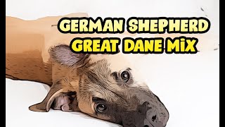 German Shepherd Great Dane Mix