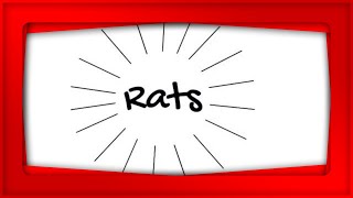 How Many Rats?!