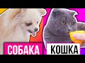 РЕАКЦИЯ КОШКИ И СОБАКИ НА СТРАННЫЕ ЗАПАХИ | КОЛА, ЛИМОН, ВАСАБИ