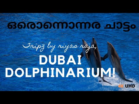 ദുബായ് ഡോൾഫിനേറിയം| കിടിലൻ ഷോ |  Dubai dolphinarium Malayalam vlog 4K UHD | at DUBAI CREEK PARK