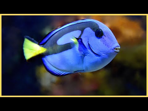 The Most beautiful marine creatures#fish #ocean #oceanlife #nature #animals #sea #marinelife