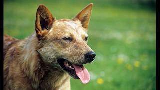 Australian Cattle Dog   Top 10 Interesting Facts
