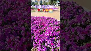 Abu Dhabi Garden Vibes 🌿🌸#nature #vlog