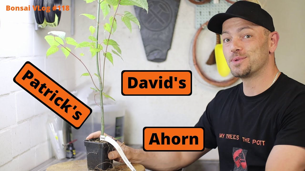 Acer Davidii, Patricks - Davids Ahorn auf dem Weg zum Bonsai [Abmoosung] | Bonsai VLog 118