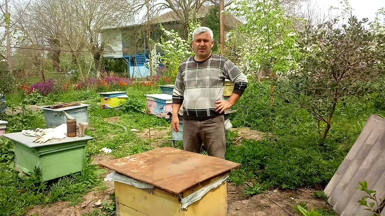 Varroa gənələri ilə mübarizə necə aparılmalıdır?