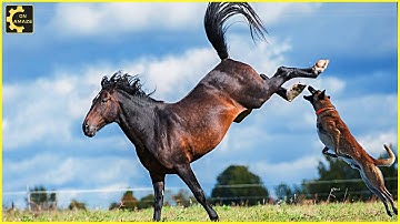 10 dodelijke trappen van een paard maakten de hond duizelig