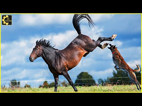 ვიდეო: ცხენის დარტყმა ავნებს მათ?