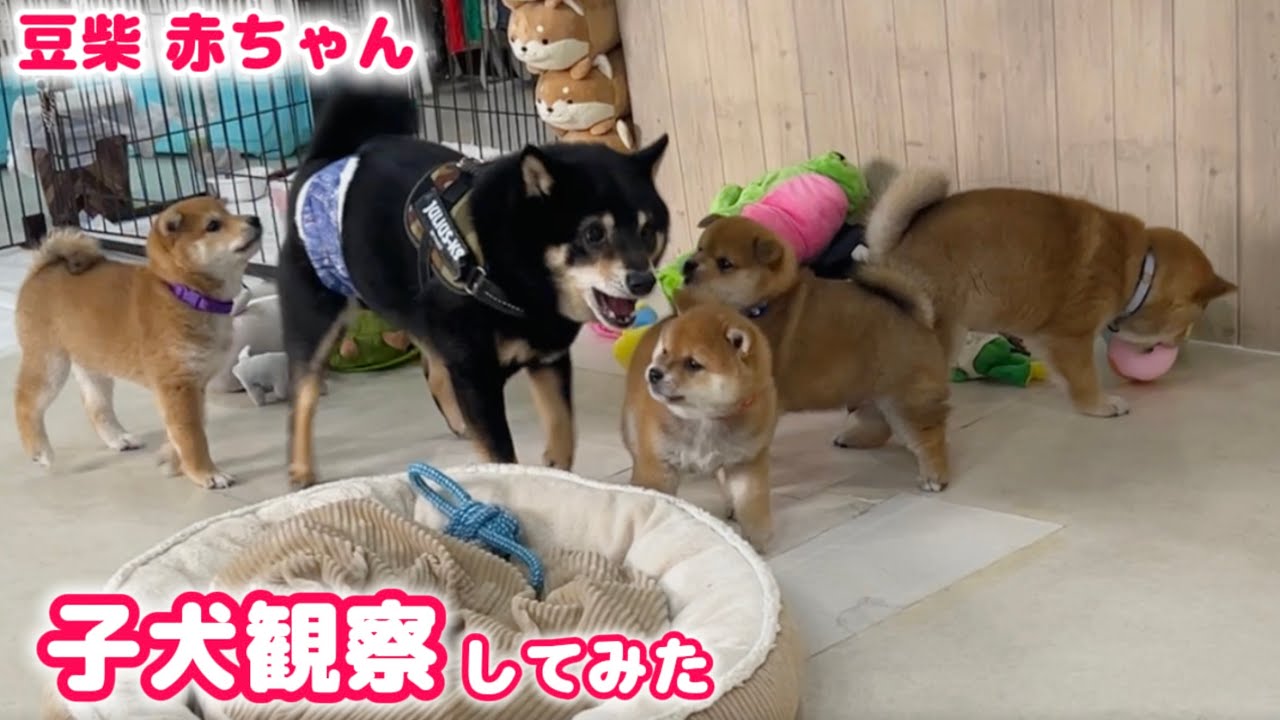 Четырех подвижных и милых щенка породы Маме Сиба сняли на видео с помощью стационарной камеры!