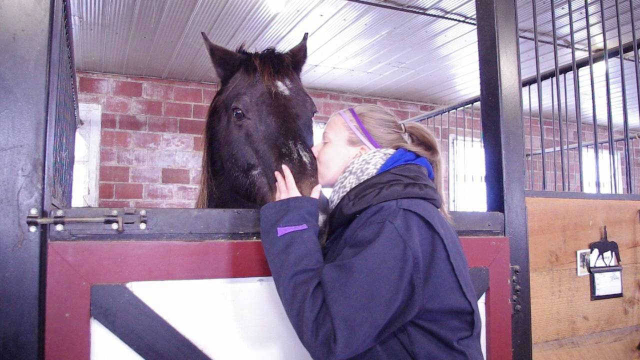 Group 10 CCA project 1   'How to Groom A Horse'