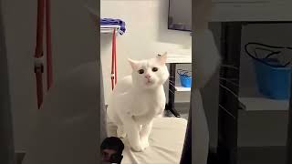 cute cat 🐈 #youtube #youtubeshorts #cat #trending #aivideo #aishorts #aitrading