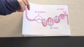 Biology DNA Replication Project