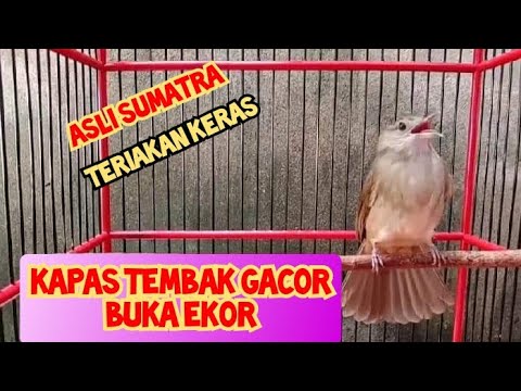 Masteran Kapas Tembak Sumatra Gacor Buka Ekor | kicau pidong